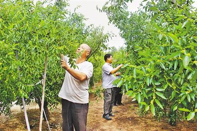 從“黑”變“綠” 黃驊冬棗點亮鄉村振興之路